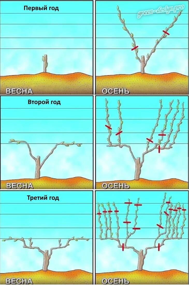 Схема правильной обрезки винограда