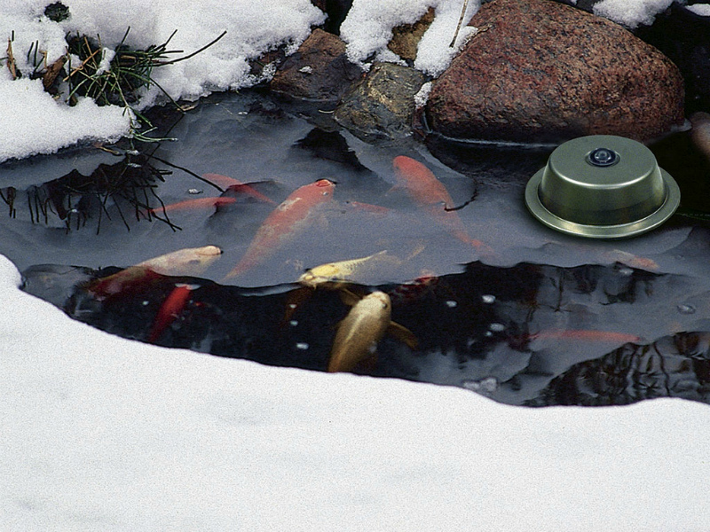 Зимой на дне водоема. Рыбы на дне реки. Выбор мечта для рыбалки на реке. Дно реки. Зимой на дне водоема.