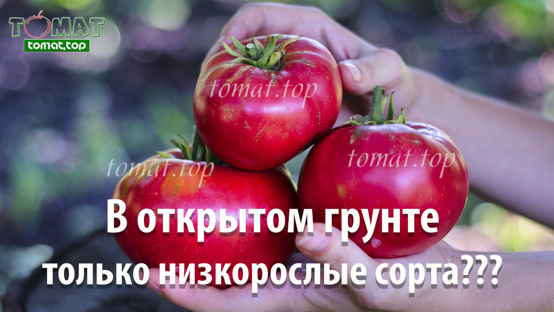 Какие томаты лучше выращивать в открытом грунте? Только низкорослые сорта?