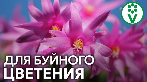 Как заставить цвести декабрист? Секреты опытных цветоводов для буйного цветения декабриста