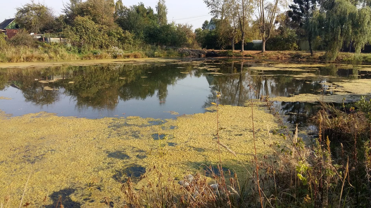 Что можно предпринять, чтобы вода в искусственном пруду не заиливалась?