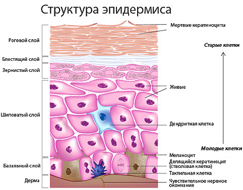 эпидермиса – внешнего слоя кожи; дермы – внутреннего слоя кожи;
гиподермы – ее подкожной основы