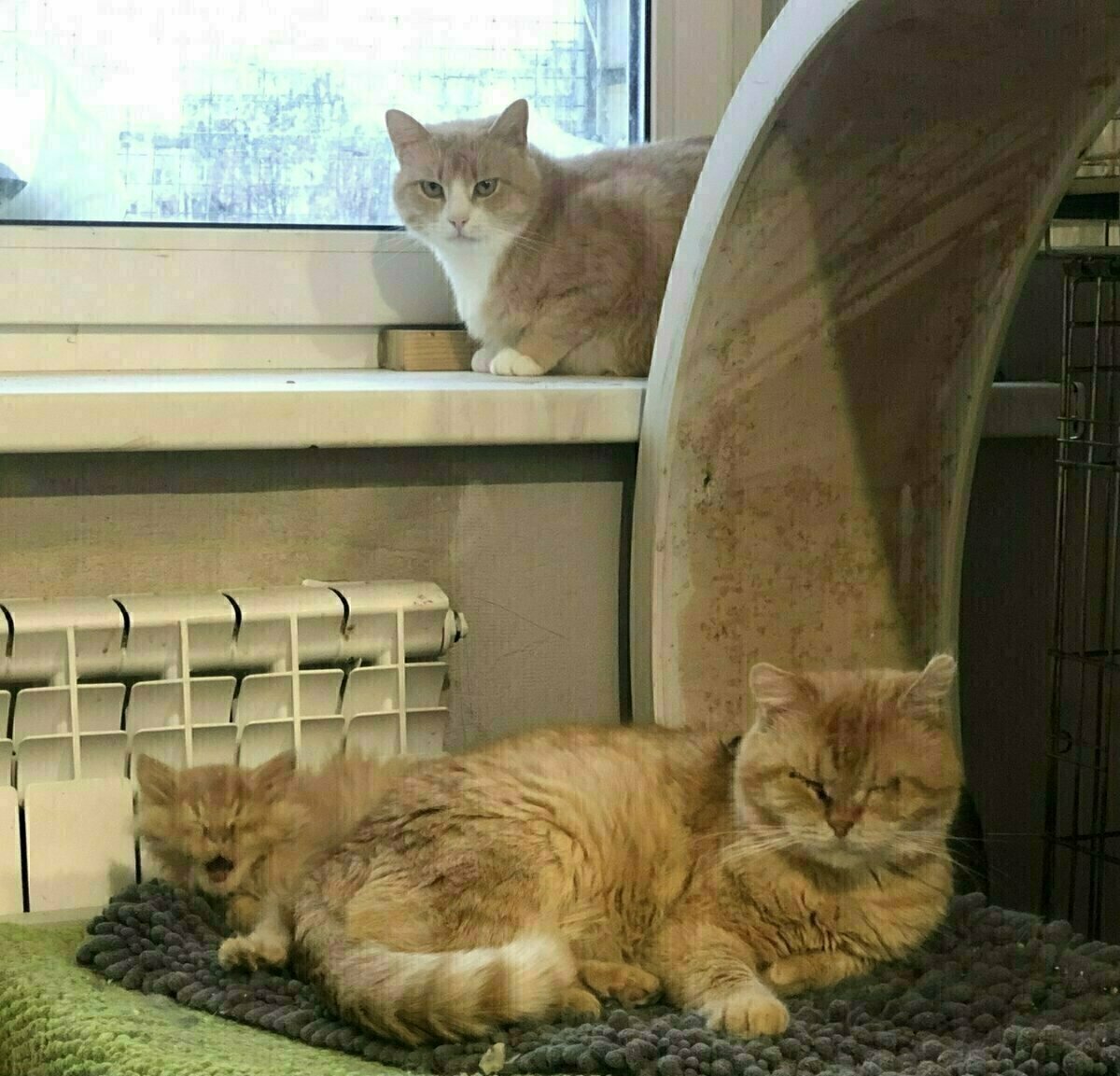 Хан после лечения