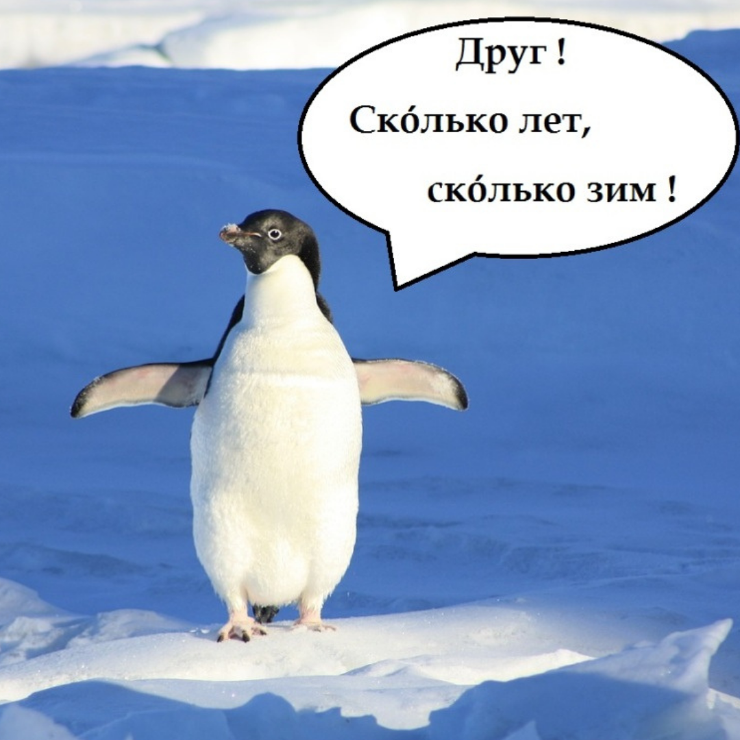 Сколько зим. Сколько лет сколько зим. Привет сколько лет сколько зим. Сколько зим в году.