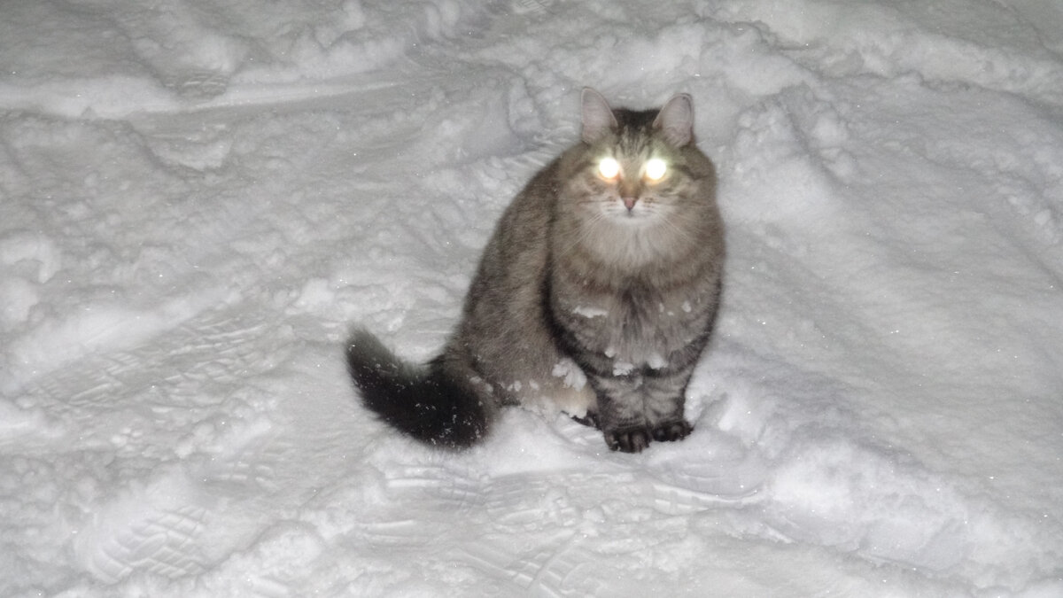 Кот - фонарик.