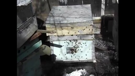 Подкормка пчел сытой