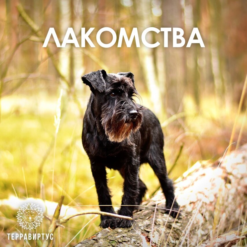 Шнауцер в лесу