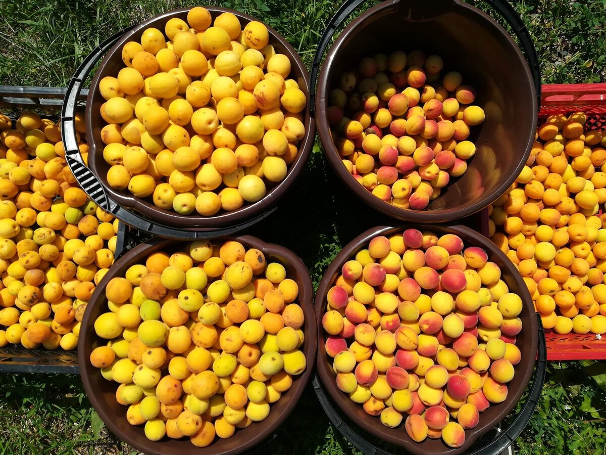 начало августа, очередной сбор среднеспелых ГФ абрикоса: абрикос Желтый (ГФ № Т-4) слева, абрикос Краснощекий (ГФ № Н-3) справа