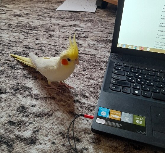 Попугай меня полюбил, подходит, щекочет клювом, прижимается...