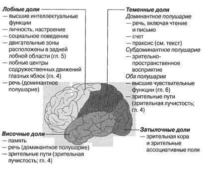Большие полушария головного мозга функции и строение. Функции долей больших полушарий головного мозга. Доли полушарий большого мозга и их функции. Функции долей коры больших полушарий.