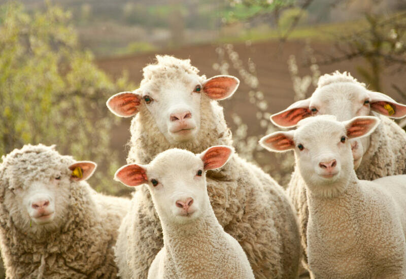 Мир сошел с ума: налог на воздух для коров и овец, кто следующий? | Rapador  | Дзен