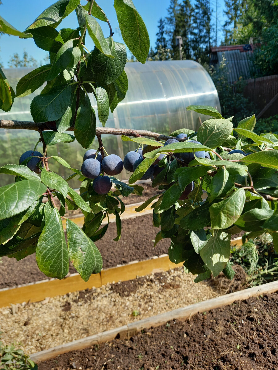Иногда такой урожай в саду случается ( борюсь ведь за него!).