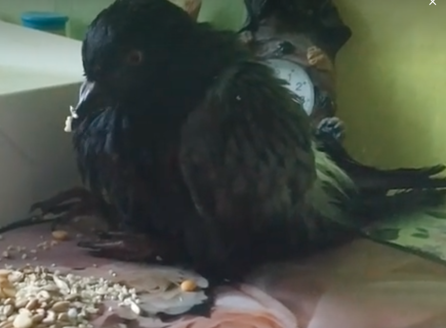 Таким он был, когда я принесла его домой