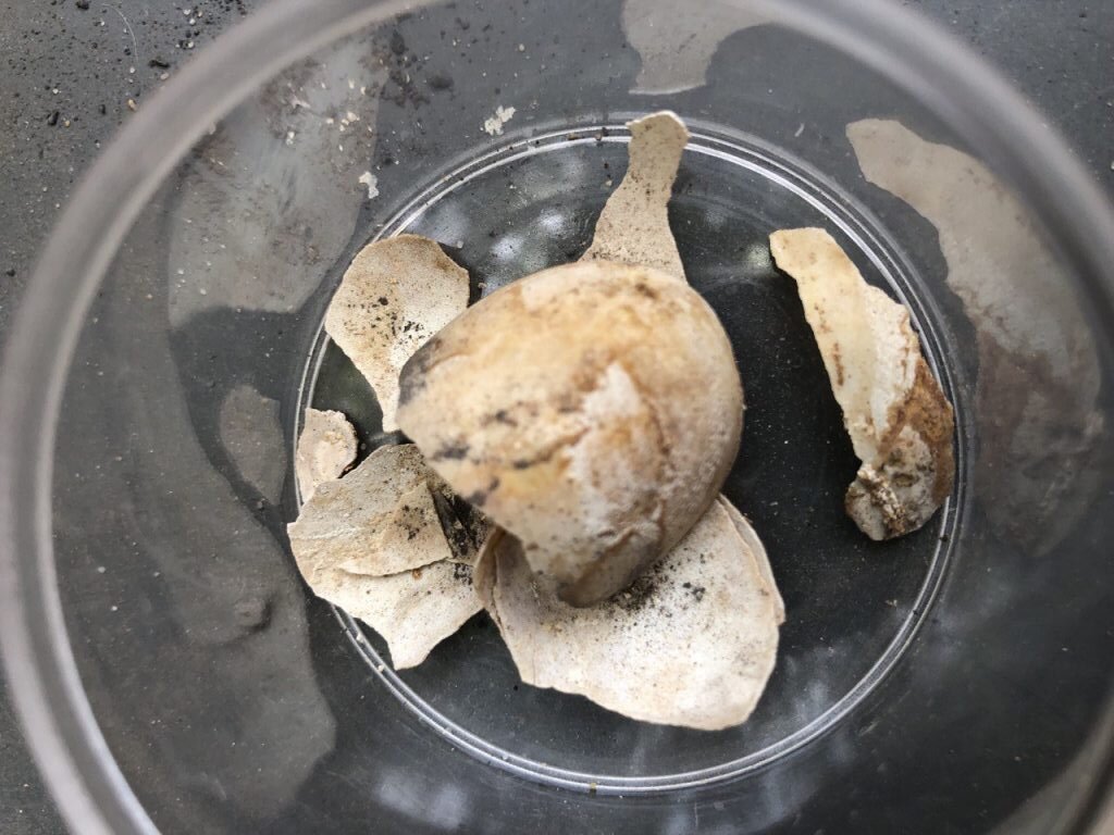 Скорлупа яйца / Parco archeologico di Pompei