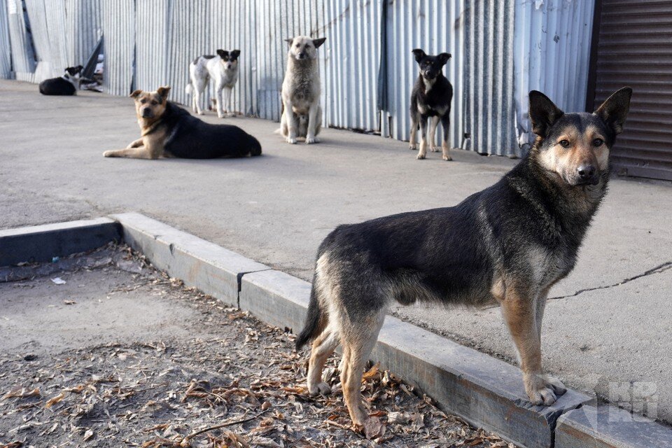     Мэрия назвала улицы Рязани, на которые вывозят безнадзорных собак после приюта.  ПЫХАЛОВА Юлия (архив)