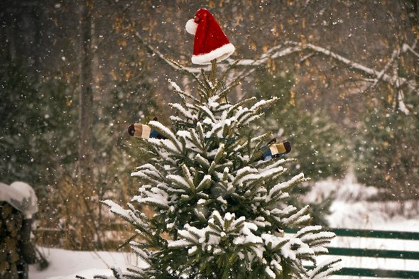 Фото: shutterstock / KellyNelson