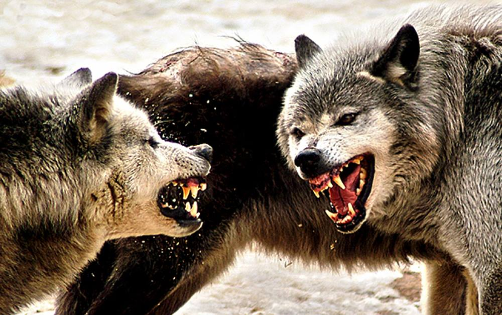Борьба за существование волка. Волк рычит. Оскал волка.