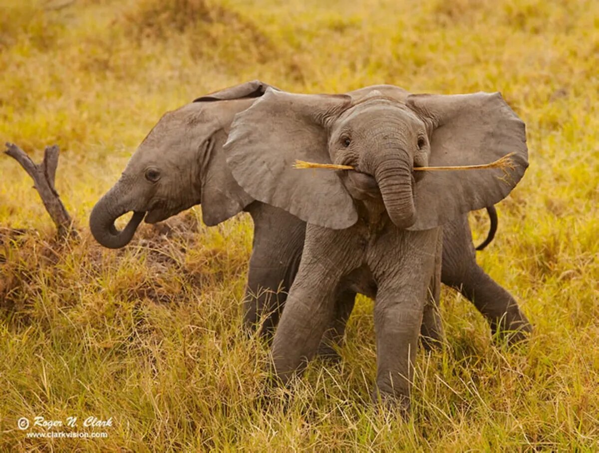 Смешные картинки со слонами 72 фотографии