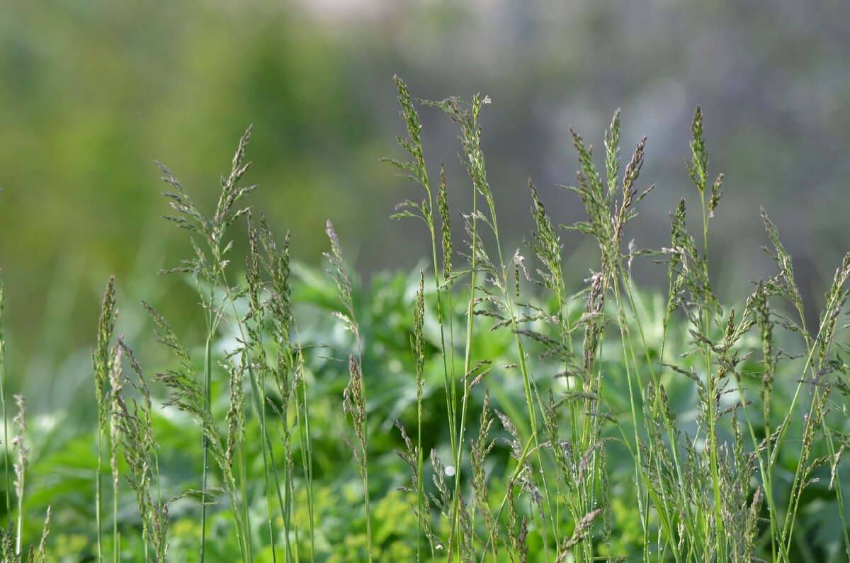 Деревенские зарисовки. Фото автора