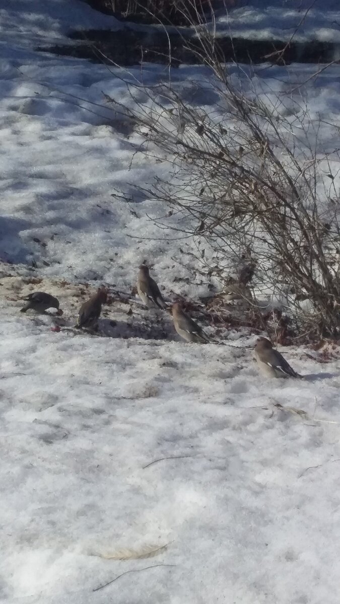 А это к нам свиристельки прилетают полакомиться (фото через окно)