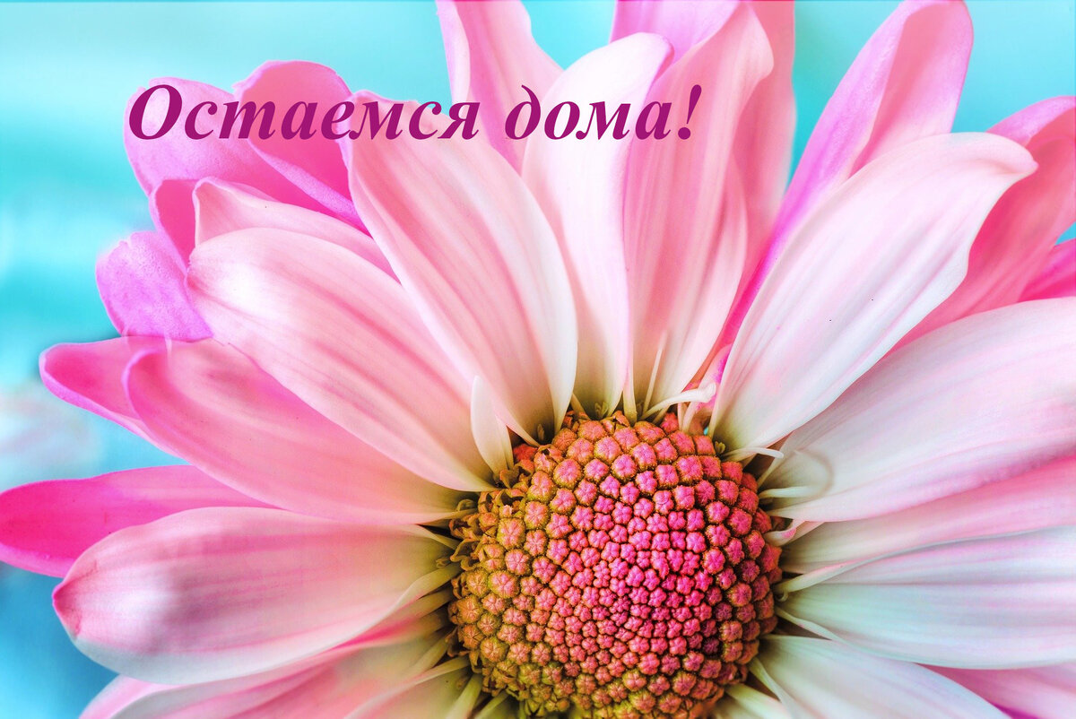 Остаемся дома и  используем эту возможность для своего развития!
