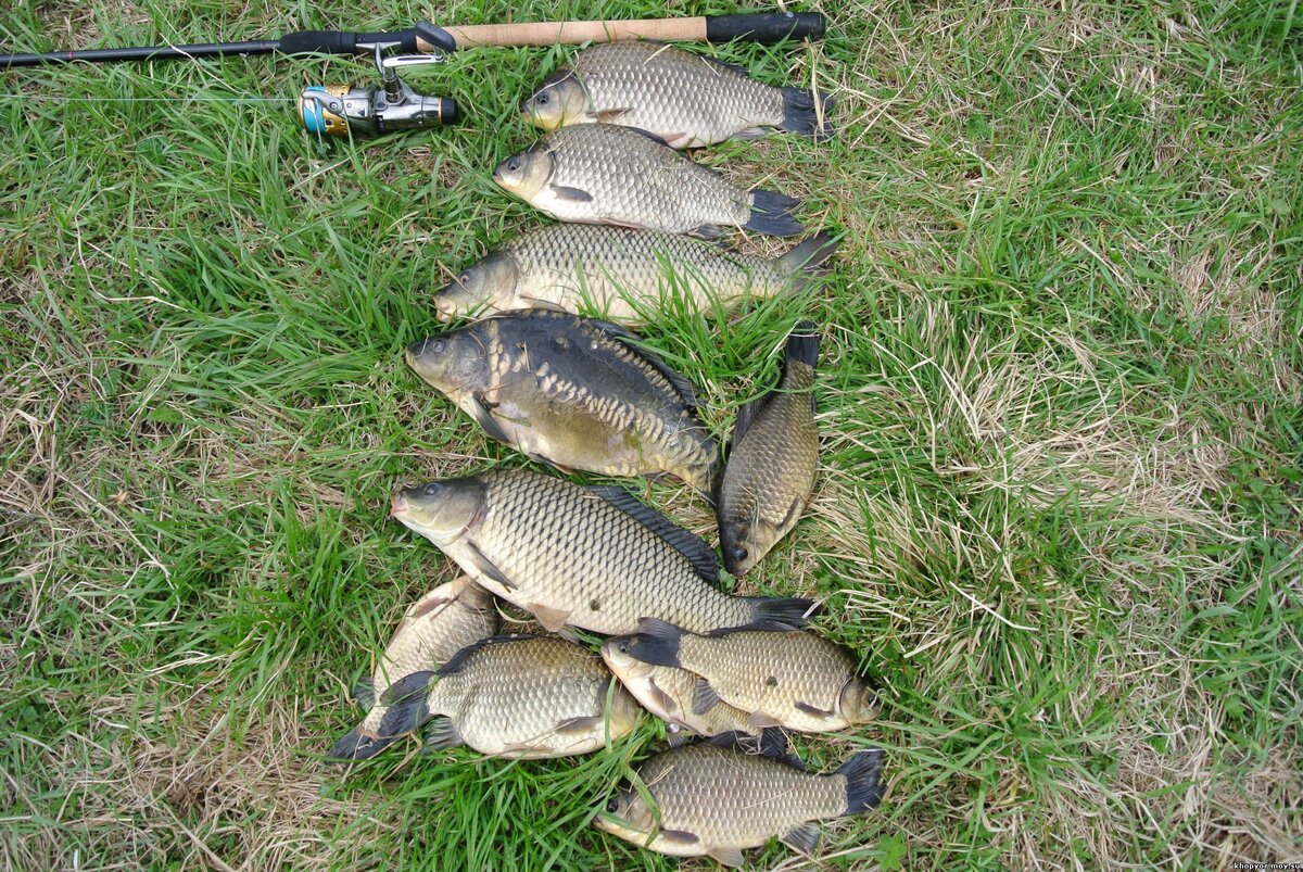 Рацион карпа составляет как растительная, так и животная пища. В начале весны он питается камышовыми побегами, а также почками разнообразных водных растений.