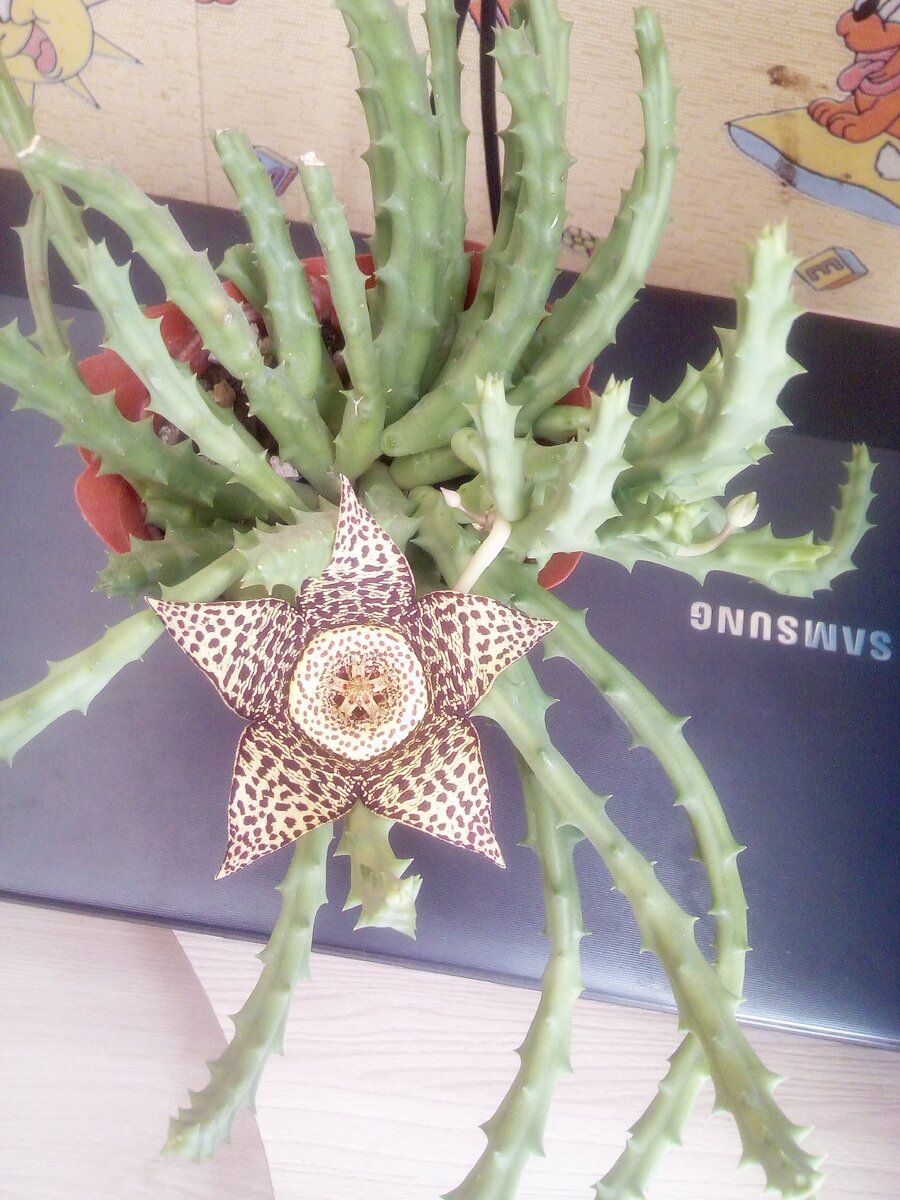 Мелко листовая