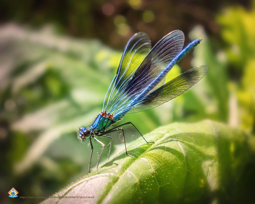 Красотка блестящая, calopteryx splendens (самец) - стрекоза небольших размеров. SONY DSC-RX100 экспозиция - приоритет диафрагмы А;   f3.2; 1/320с; ISO 125. 