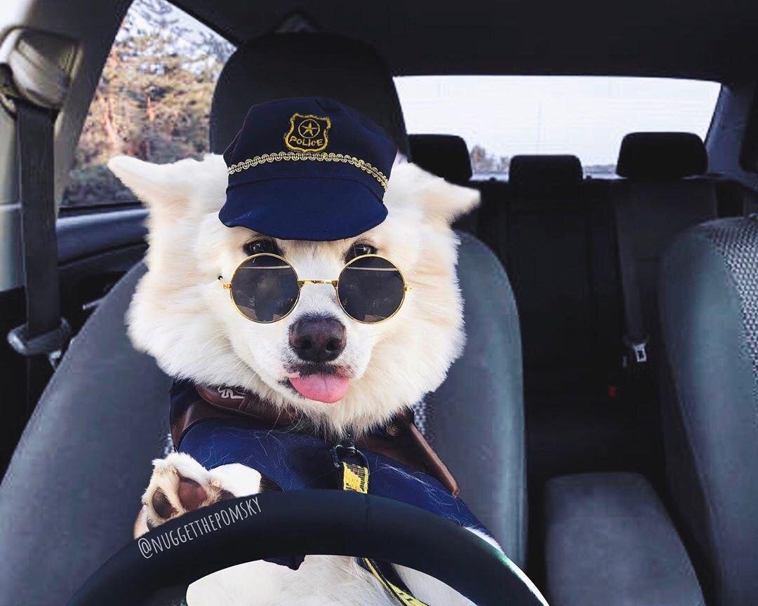 nuggetthepomsky / Instagram