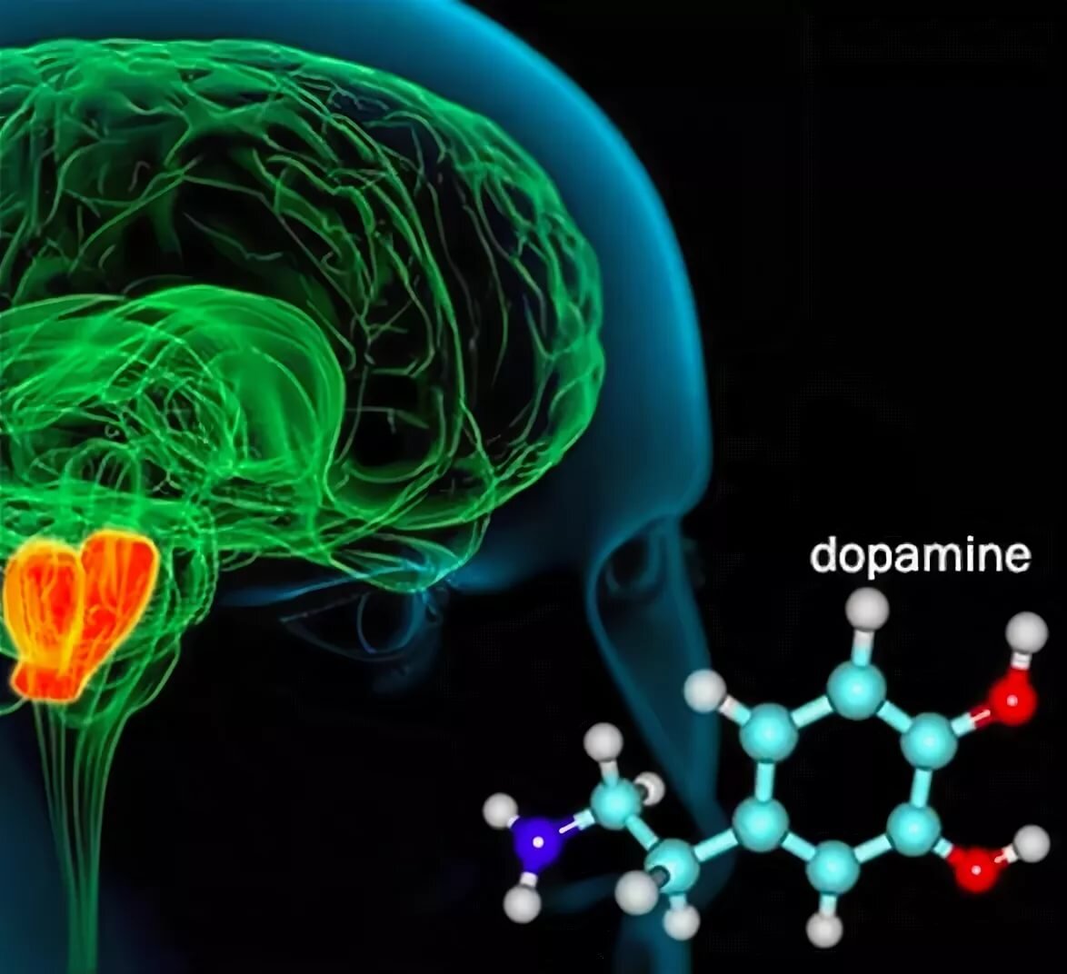 Дофамин удовольствие. Химия мозга. Биохимия головного мозга. Дофаминергические Нейроны. Дофамин мозг.