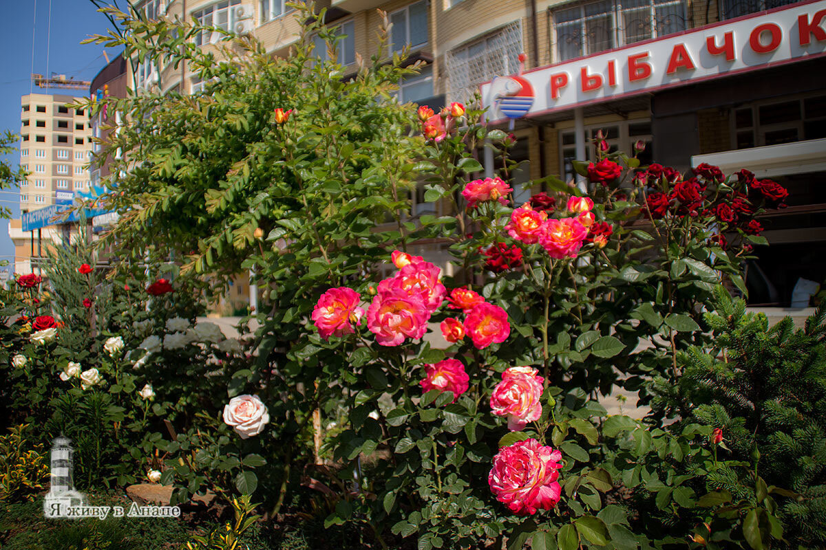 Аллея роз анапа фото Конец мая, в Анапе уже зацвели розы Я живу в Анапе Дзен