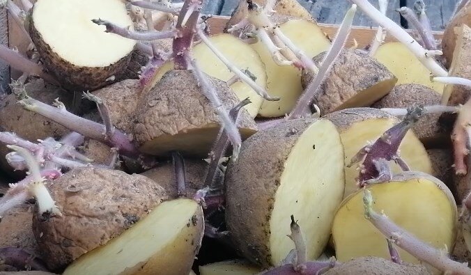 нарезка картофеля для посадки