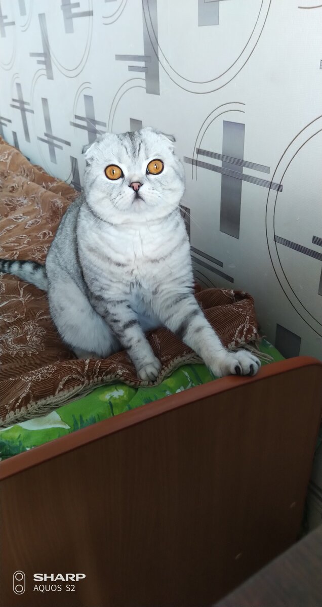 Шотландская вислоухая кошка или как эту породу называют во всём мире — Скоттиш Фолд — необычная порода кошек с определённым строением ушных раковин. У этих котов уши немного загнуты вниз и вперёд, что делает котят данной породы похожими на маленьких медвежат или совят. Причиной такого необычного для кошек внешнего вида является генная мутация.