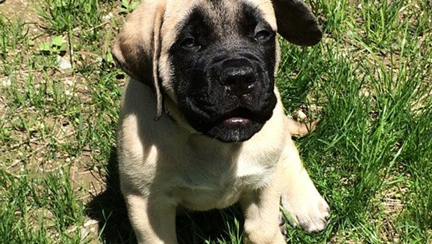 Щенок английского мастифа.