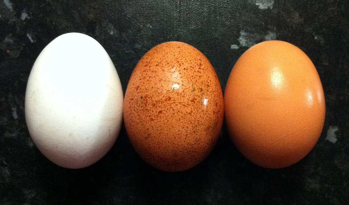 6 грамм яиц. Яйцо. Яйцо (пищевой продукт). Фото яиц куриных. Яйцо белое.