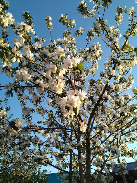 Яблоня на участке. Без фильтров и улучшений. Весенняя красота 