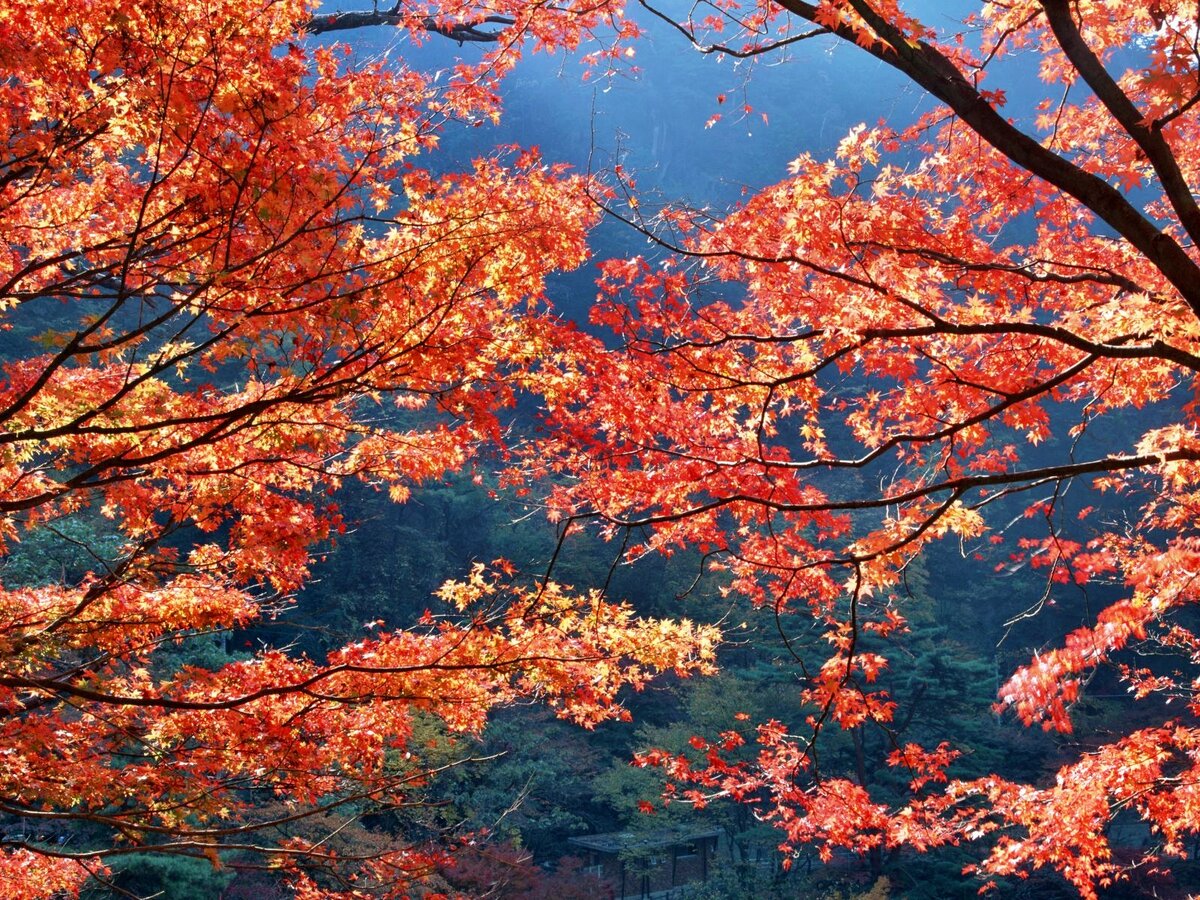 Картинка из интернета