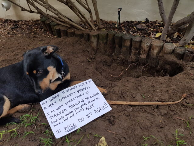 dogshaming.com