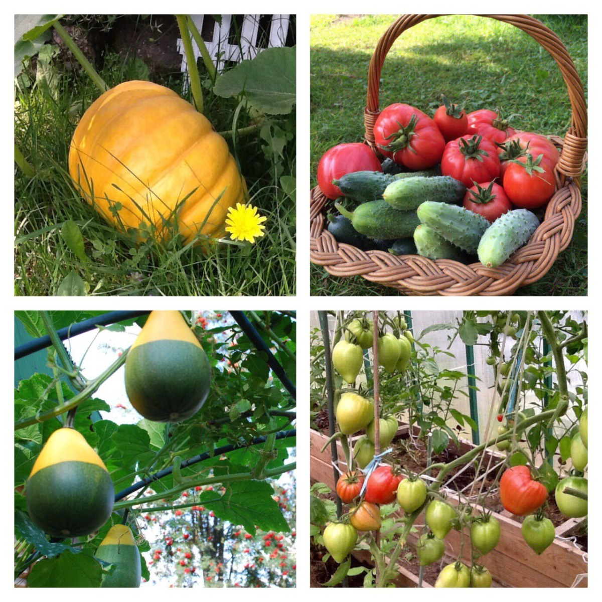 Яндекс фото.