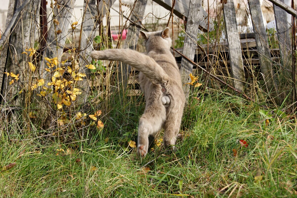 Кот барнаульский.