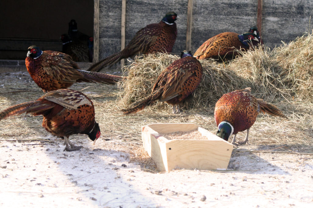 Чем кормить фазанов? Как в домашних условиях приготовить корм?