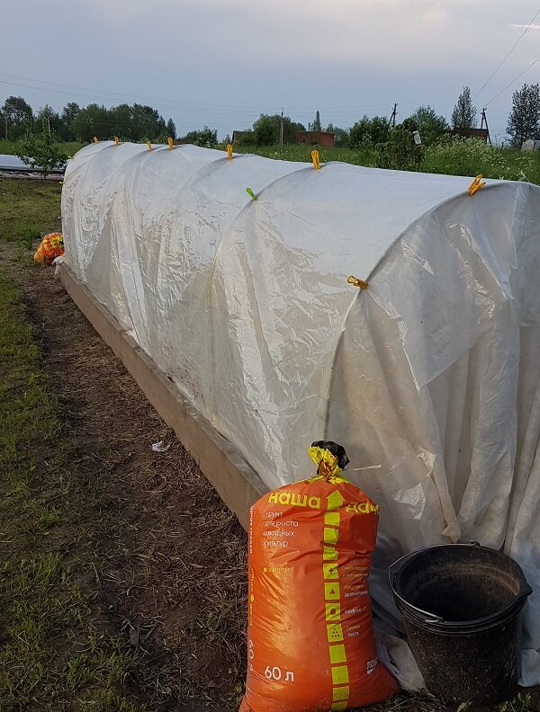 Моя грядка в этом году.