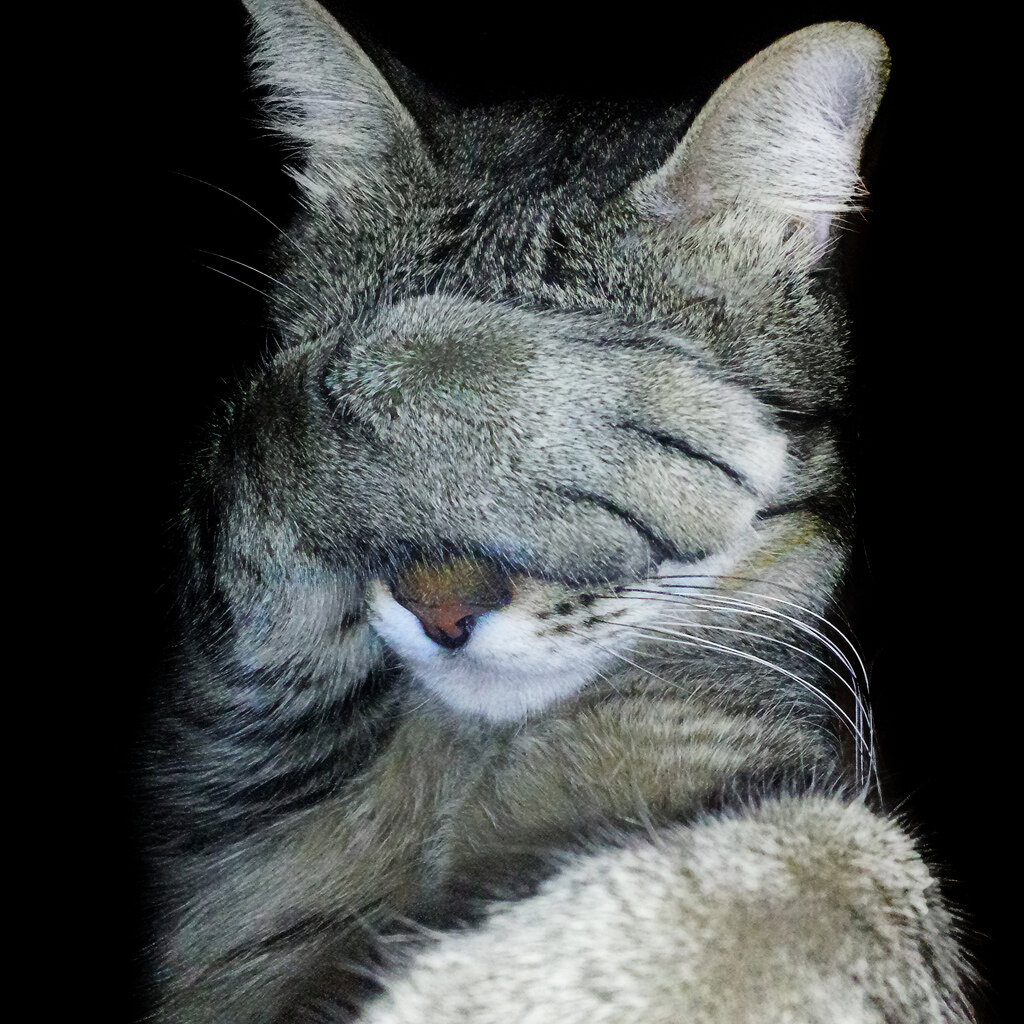 Лапки на глазах. Котик фейспалм. Кот рука лицо. Котик закрывает лапками мордочку. Котик закрыл глаза.