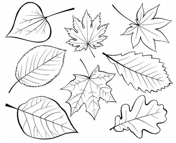 Варианты листьев 