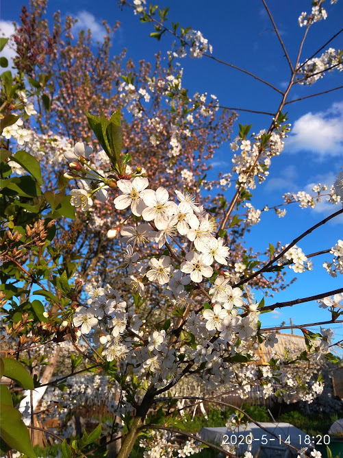 Цветет вишня