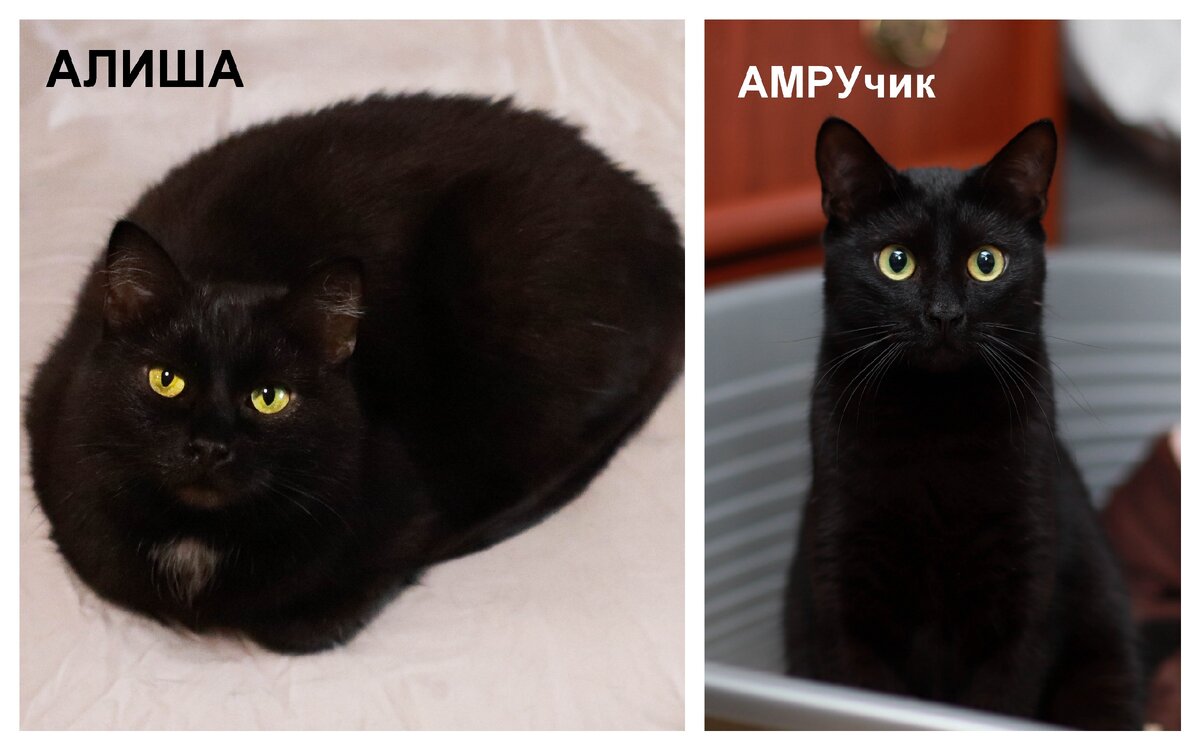 Черных кошек у нас - 2 штуки:)