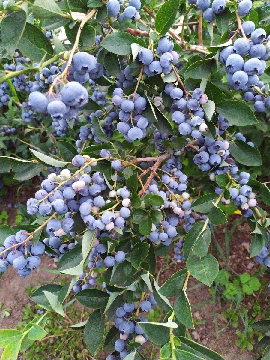 Плодоносящий куст голубики садовой высокорослой.