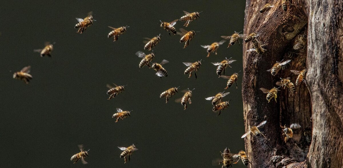 Фото: National Geographic