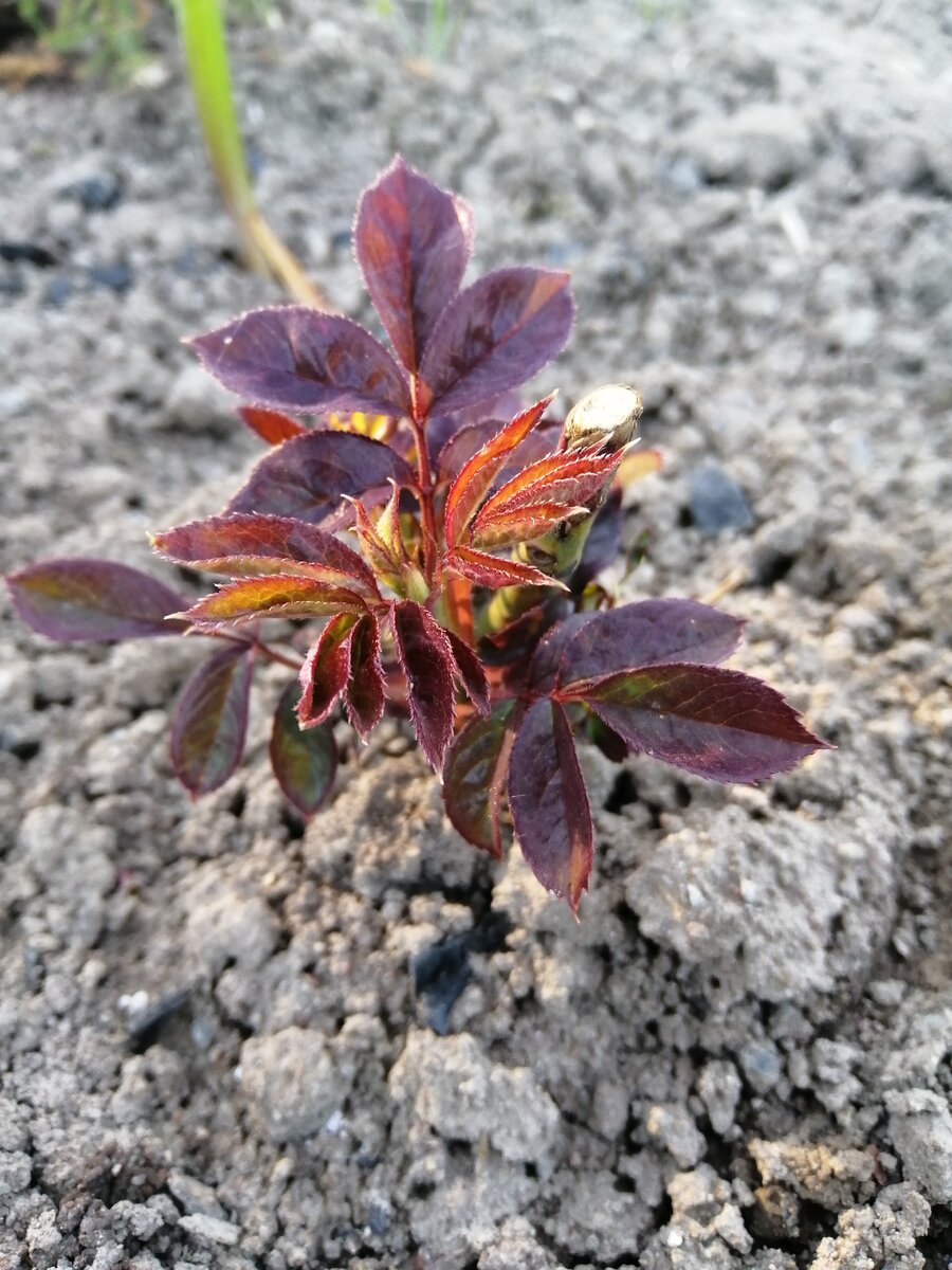 Фото автора.