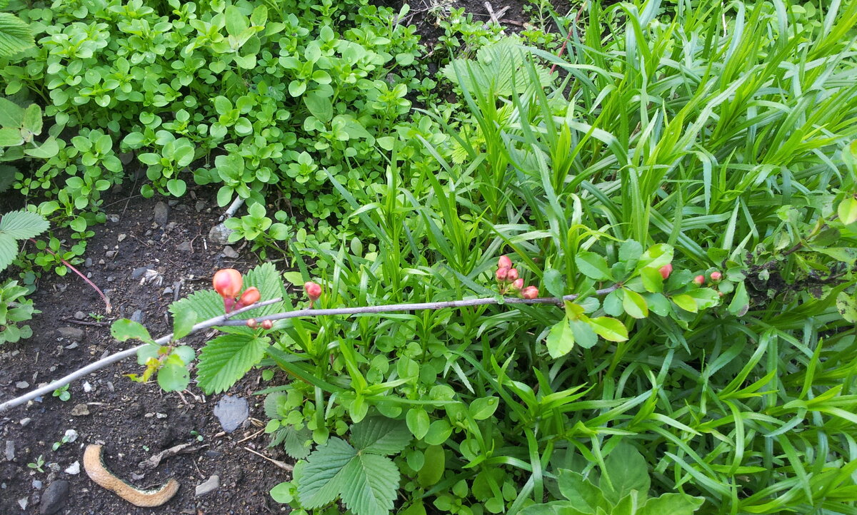 Айва японская, сорт Золотое яблоко?